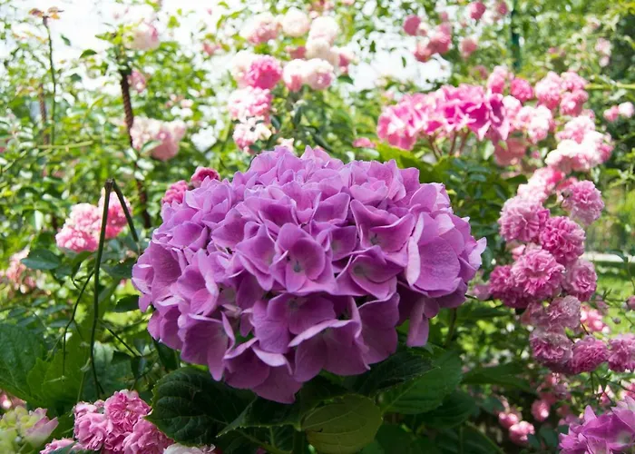 Giardino Delle Ortensie *